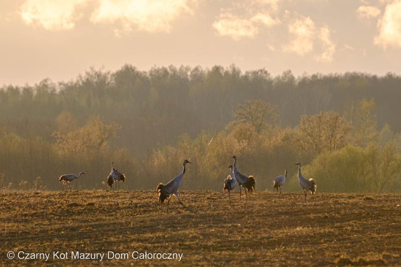 Вилла Czarny Kot Mazury Dom Caloroczny Malkinie Экстерьер фото